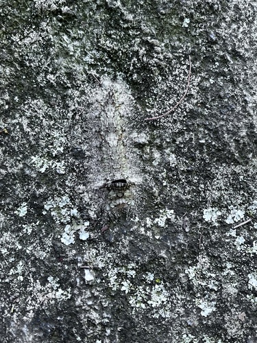 Large Tolype Moth photo 6