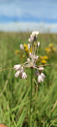 Allium marginatum (Allium marginatum)