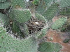 Consolea moniliformis