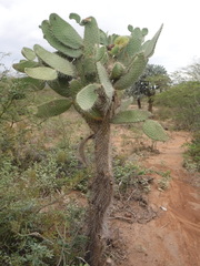 Consolea moniliformis