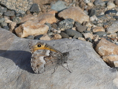 Hipparchia cypriensis