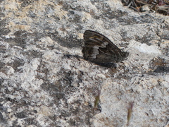 Hipparchia cypriensis