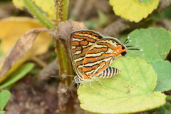 Cigaritis vulcanus vulcanus