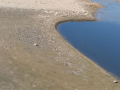 Charadrius alexandrinus