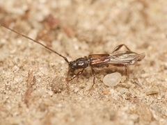 Molorchus umbellatarum