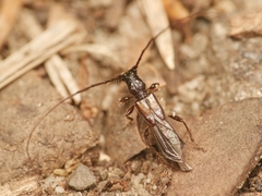 Molorchus umbellatarum