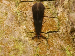 Mystacides niger