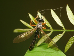 Dioctria