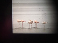 Phoenicopterus roseus