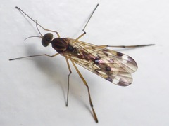 Sylvicola notatus