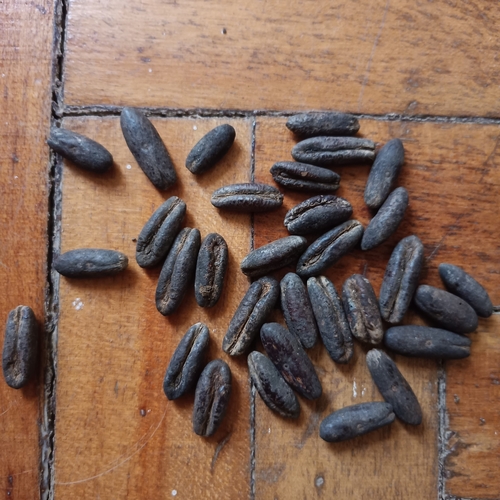 Date Palm