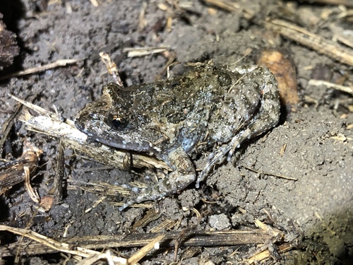 Adelotus brevis