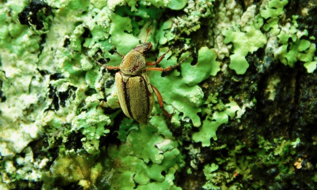 Macrodactylus angustatus