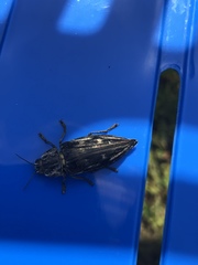 Chalcophora mariana