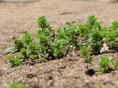 Pogogyne serpylloides