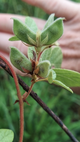 Image of Rhynchosia cinerea by (c) Athena Philips, some rights reserved (CC BY)