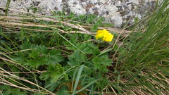 Ranunculus breyninus