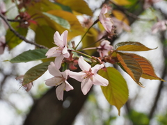 Prunus sargentii