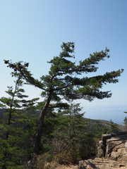 Pinus parviflora pentaphylla