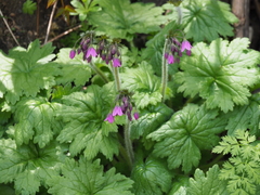 Primula matthioli sachalinensis