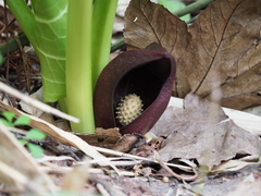 Symplocarpus renifolius