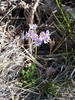 Primula modesta samanimontana - Photo (c) Keita Watanabe, some rights reserved (CC BY-NC), uploaded by Keita Watanabe