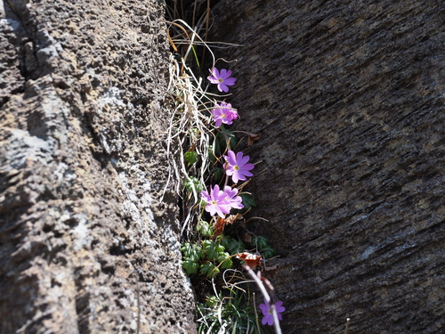 Primula hidakana iNat (1)