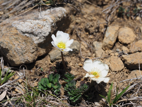 Callianthemum miyabeanum iNat (1)