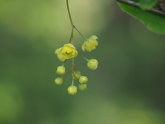 Berberis amurensis