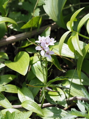 Cardamine trifida