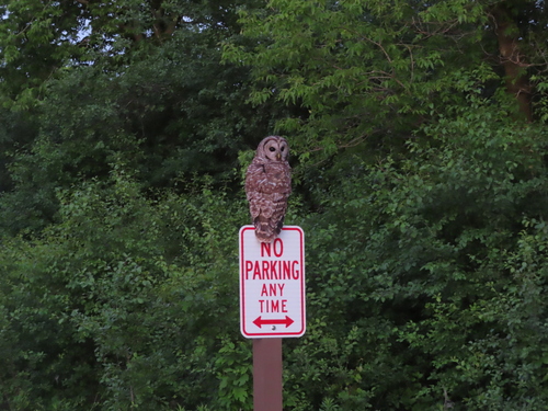 Barred Owl photographed in Wisconsin