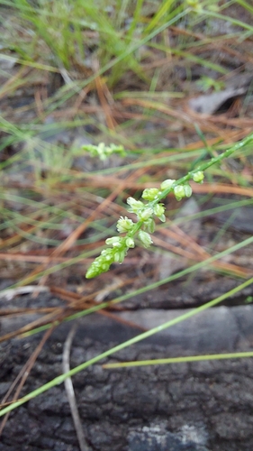 Image of Senega leptostachys by (c) Athena Philips, some rights reserved (CC BY)