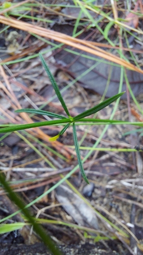 Image of Senega leptostachys by (c) Athena Philips, some rights reserved (CC BY)