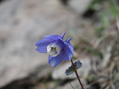 Aquilegia flabellata pumila
