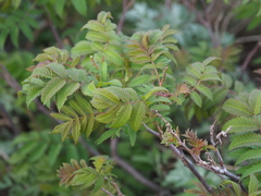 Sorbus sambucifolia pseudogracilis