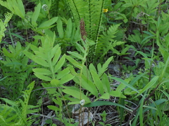 Onoclea sensibilis interrupta