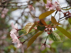 Prunus sargentii