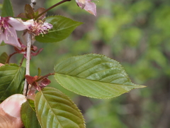 Prunus sargentii