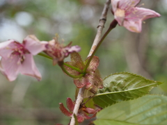 Prunus sargentii
