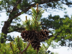 Pinus parviflora pentaphylla