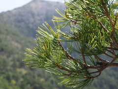 Pinus parviflora pentaphylla