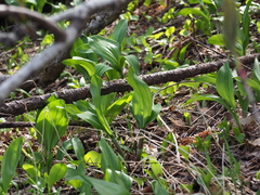 Allium ochotense