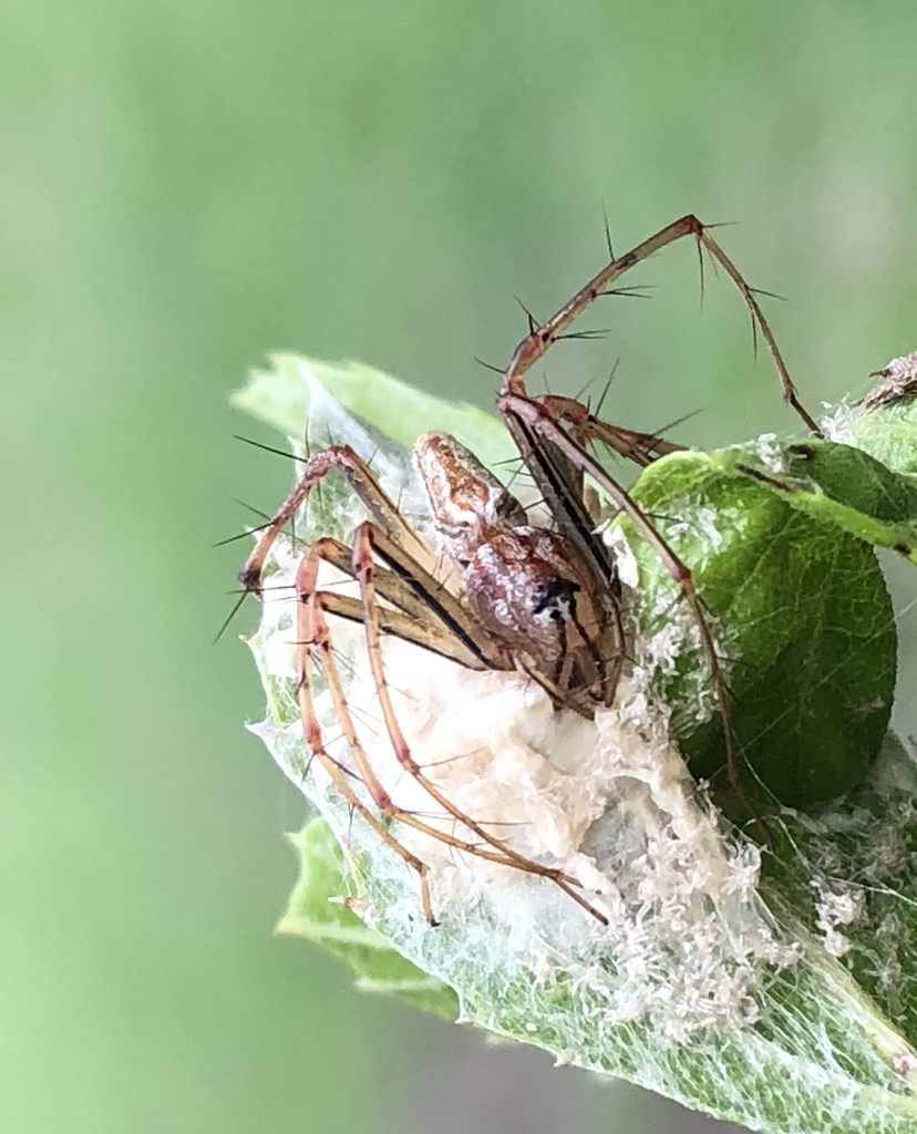 Four-lined Lynx Spider