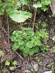 Primula matthioli sachalinensis