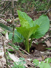 Symplocarpus renifolius