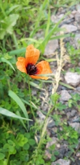 Papaver argemone