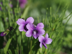 Viola mandshurica