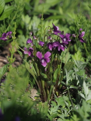 Viola mandshurica
