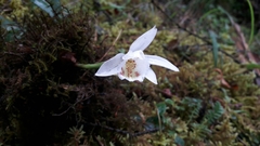 Pleione hookeriana