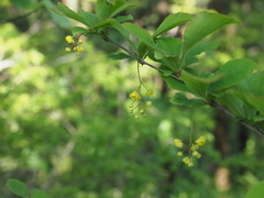 Berberis amurensis